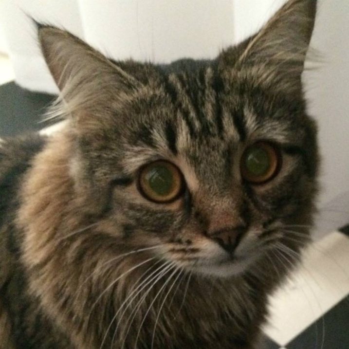 's Avatar